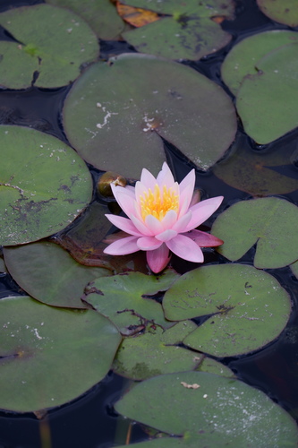Nymphaea odorata (American white waterlily)