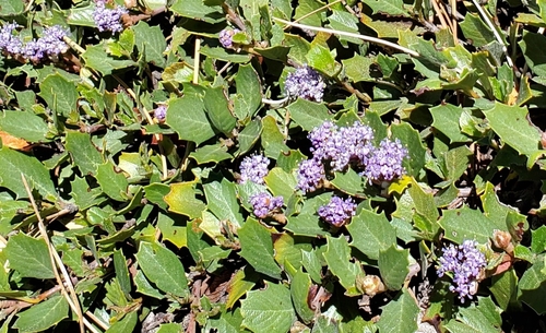 Ceanothus prostratus (Mahala mat)
