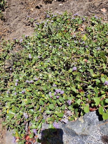 Ceanothus prostratus (Mahala mat) (alternate view 2)