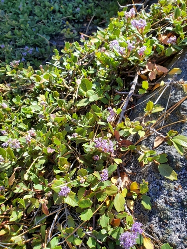 Ceanothus prostratus (Mahala mat) (alternate view 3)