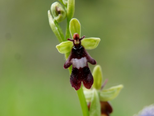 Ophrys insectifera (Fly Orchid)