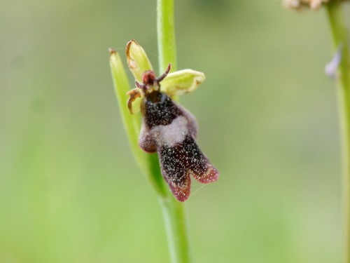 Ophrys insectifera (Fly Orchid)