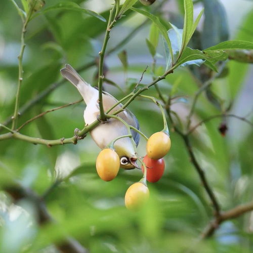 Solanum aviculare (New Zealand nightshade)