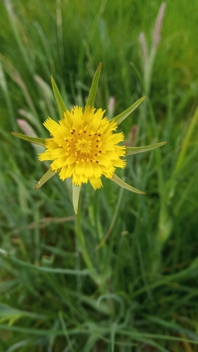Tragopogon pratensis (meadow salsify)