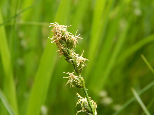 Carex divulsa (Berkeley Sedge)