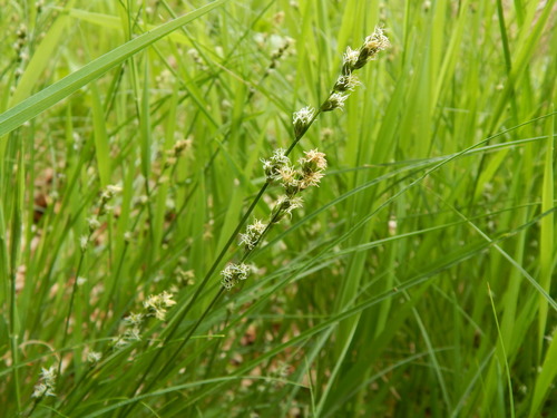 Carex divulsa (Berkeley Sedge)