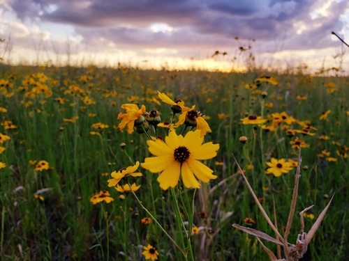 Coreopsis leavenworthii (Leavenworth's Tickseed) (alternate view 10)