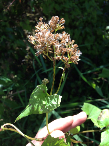 Mikania scandens (climbing hempvine) (alternate view 6)