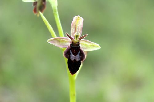 Ophrys (Bee Orchids) (alternate view 4)