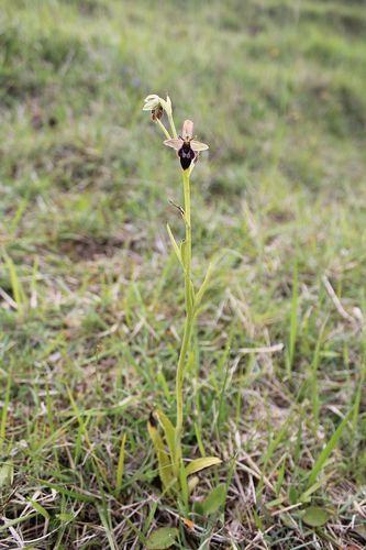 Ophrys (Bee Orchids) (alternate view 5)