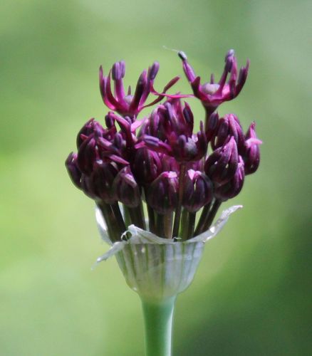 Allium atropurpureum (Dark Purple Allium)