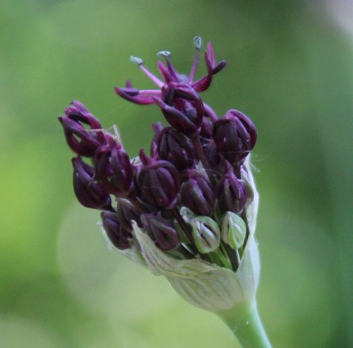 Allium atropurpureum (Dark Purple Allium)