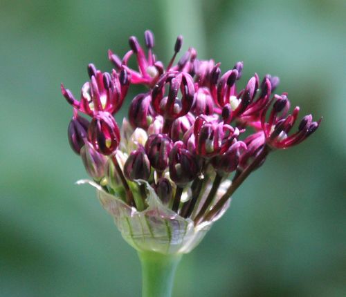 Allium atropurpureum (Dark Purple Allium)