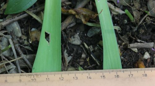 Allium atropurpureum (Dark Purple Allium)