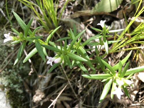 Houstonia longifolia (long-leaved bluets) (alternate view 2)