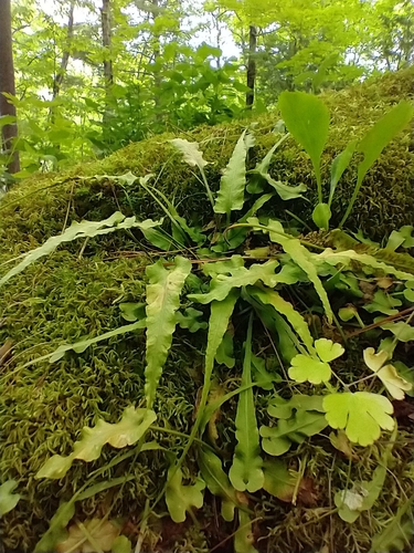 Asplenium rhizophyllum (walking fern)