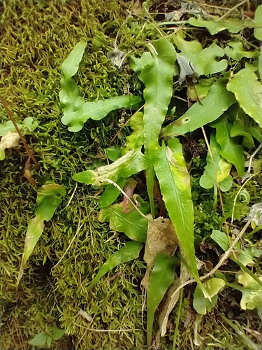 Asplenium rhizophyllum (walking fern) (alternate view 2)