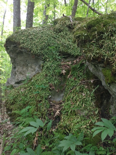 Asplenium rhizophyllum (walking fern) (alternate view 3)