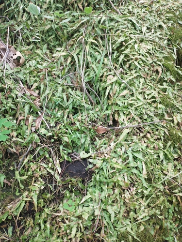 Asplenium rhizophyllum (walking fern) (alternate view 4)