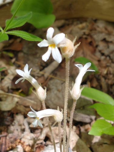 Aphyllon uniflorum (one-flowered cancer-root)