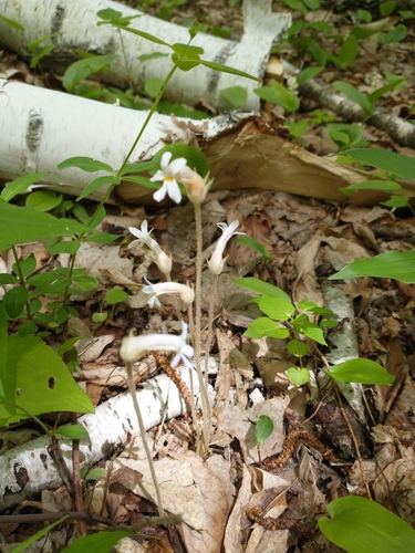 Aphyllon uniflorum (one-flowered cancer-root) (alternate view 2)