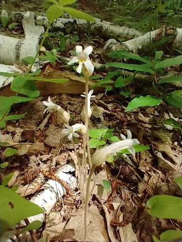 Aphyllon uniflorum (one-flowered cancer-root) (alternate view 3)