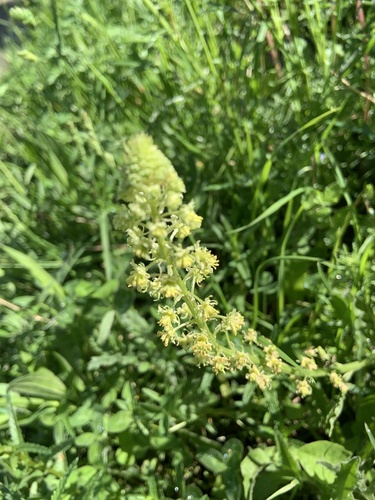 Reseda lutea (Wild Mignonette)