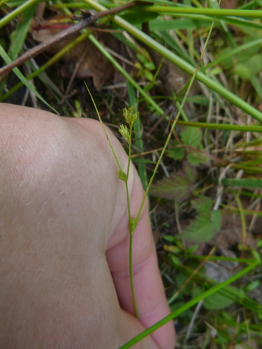Carex remota (Remote Sedge)