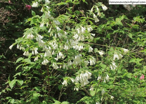 Weigela florida (weigela)