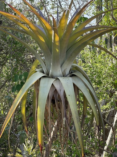Tillandsia utriculata (giant airplant) (alternate view 4)