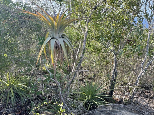 Tillandsia utriculata (giant airplant) (alternate view 5)