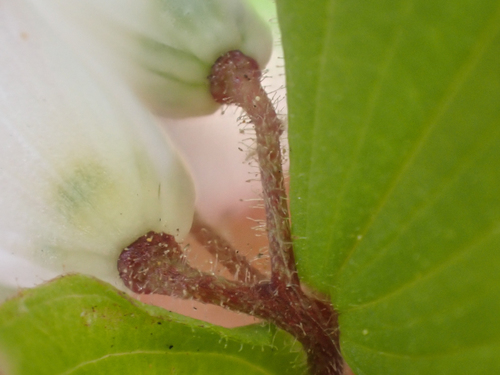 Prosartes (American fairybells) (alternate view 3)