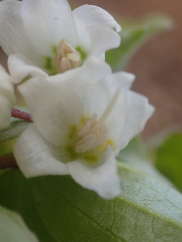 Prosartes (American fairybells) (alternate view 5)