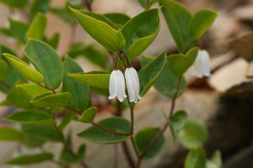 Prosartes (American fairybells) (alternate view 2)