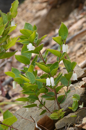 Prosartes (American fairybells)