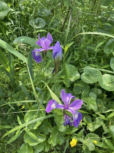 Iris versicolor (northern blue flag)