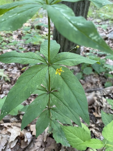 Lysimachia quadrifolia (whorled loosestrife) (alternate view 2)