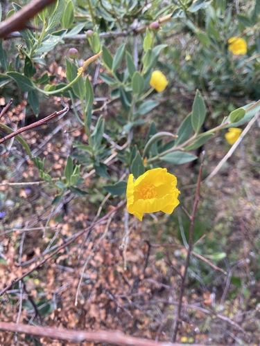 Dendromecon rigida (Bush Poppy) (alternate view 5)
