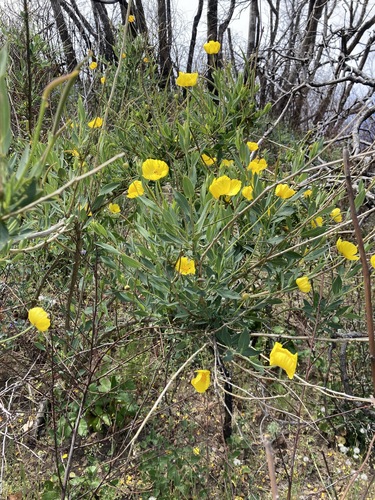 Dendromecon rigida (Bush Poppy) (alternate view 4)