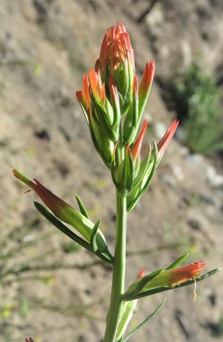 Castilleja linariifolia (Wyoming Paintbrush) (alternate view 4)