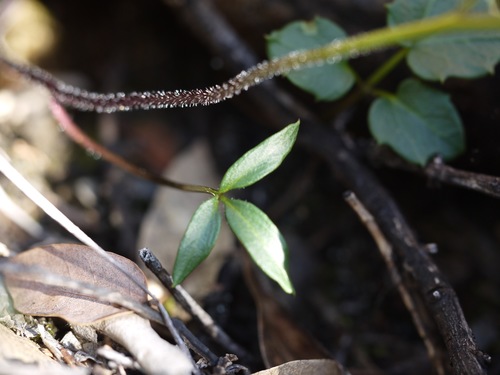 Cardamine nuttallii (Nuttall's toothwort) (alternate view 2)