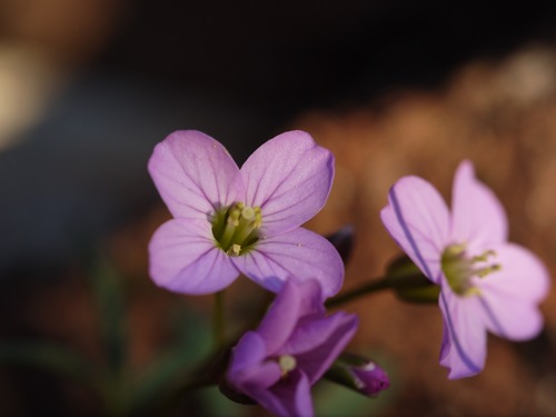 Cardamine nuttallii (Nuttall's toothwort)
