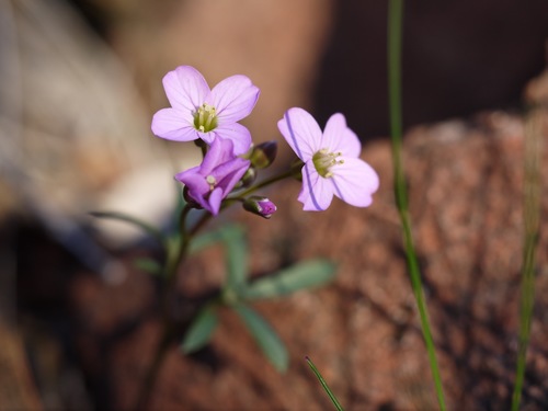 Cardamine nuttallii (Nuttall's toothwort) (alternate view 3)