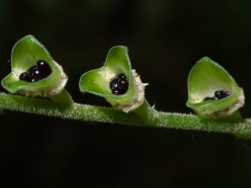 Mitella diphylla (twoleaf miterwort) (alternate view 3)