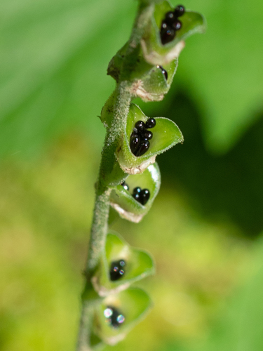 Mitella diphylla (twoleaf miterwort) (alternate view 4)
