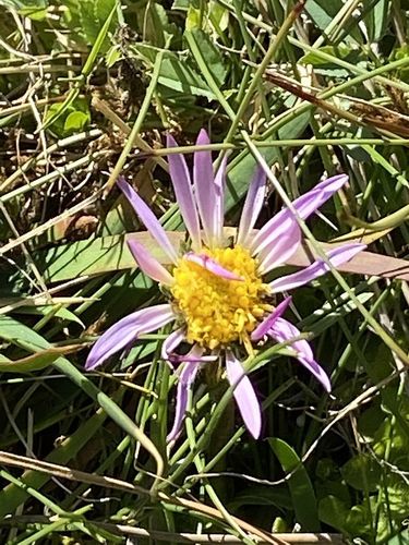 Oreostemma alpigenum (Alpine Aster)