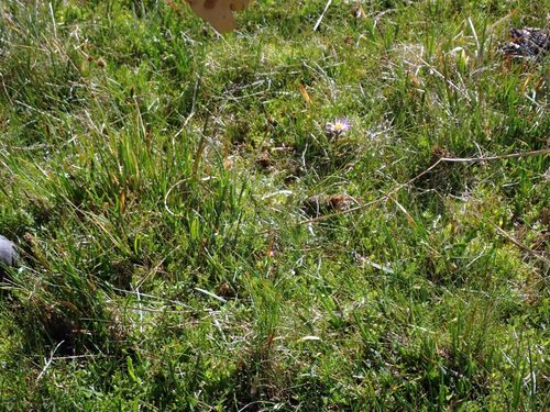 Oreostemma alpigenum (Alpine Aster) (alternate view 2)
