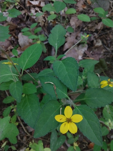 Chrysogonum virginianum (northern green-and-gold) (alternate view 9)
