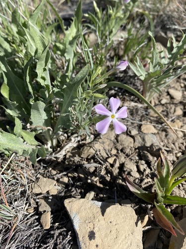 Phlox longifolia (Longleaf Phlox)