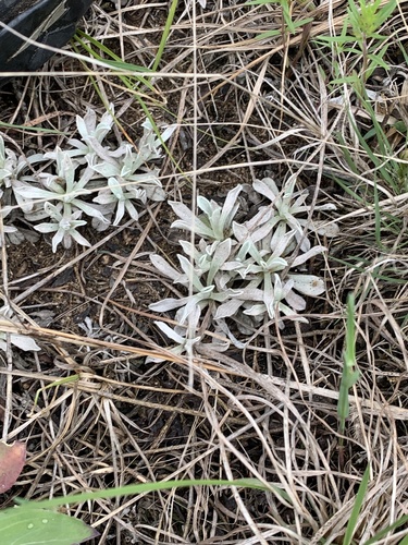 Antennaria parvifolia (small-leaf pussytoes) (alternate view 4)